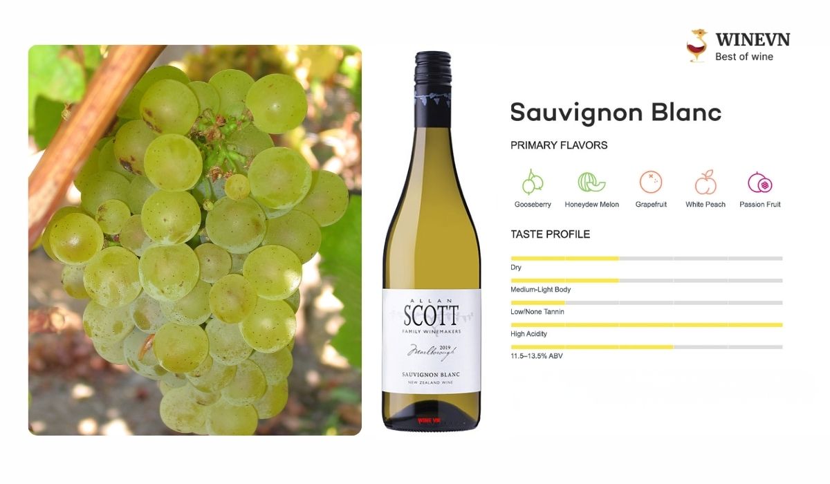 Giống nho Sauvignon Blanc làm rượu vang