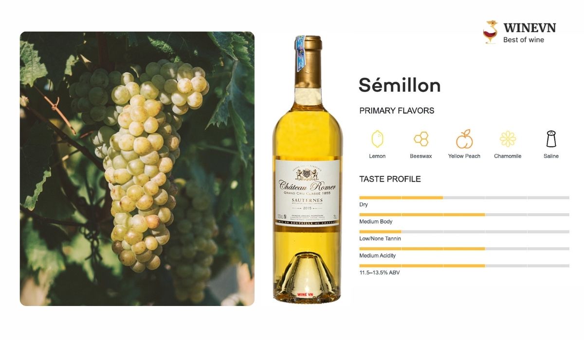 Giống nho Semillon làm rượu vang