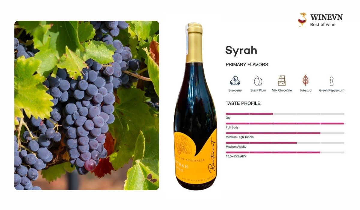 Giống nho Syrah/Shiraz làm rượu vang