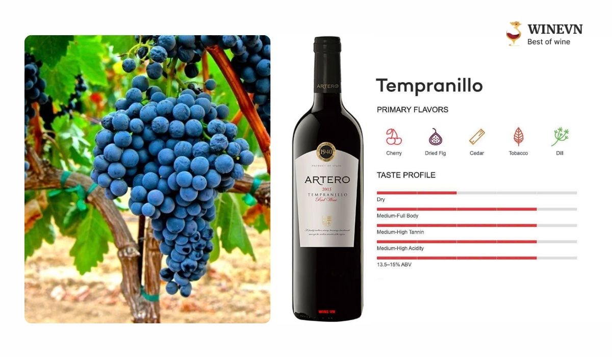 Giống nho Tempranillo làm rượu vang