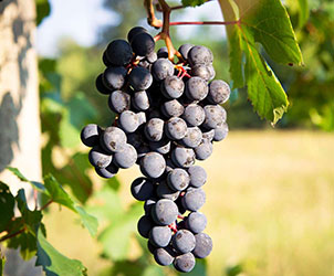 Barbera