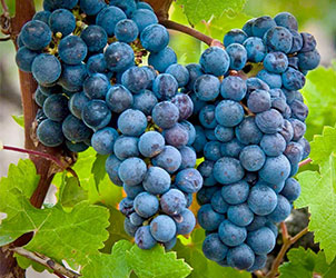 Nho Cabernet Sauvignon