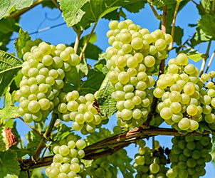 Nho Chenin Blanc