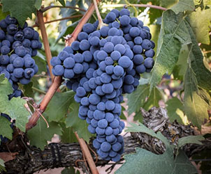 Nho Grenache