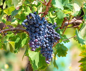 Mourvèdre