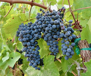 Nero d’Avola