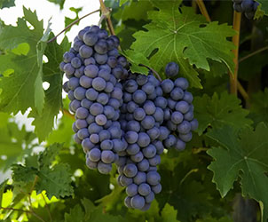 Sangiovese
