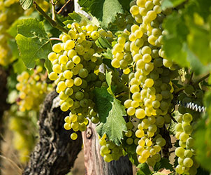 Nho Verdejo