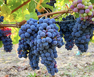 Cabernet Franc