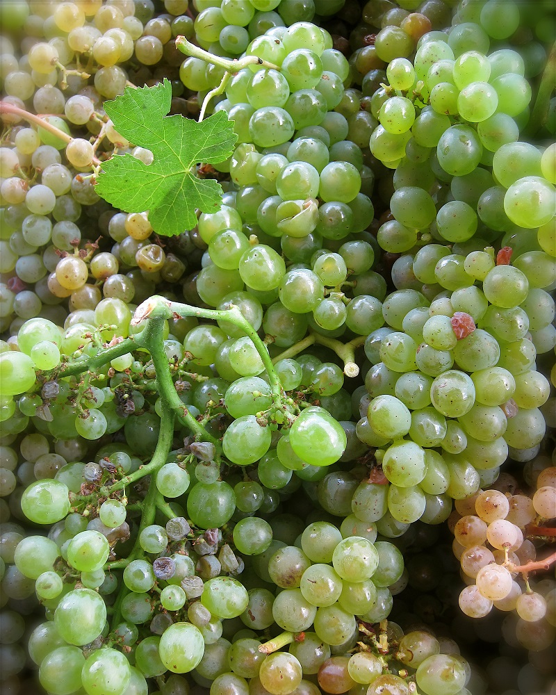 Giống nho Trajadura