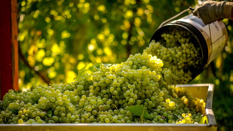 Nho Glera