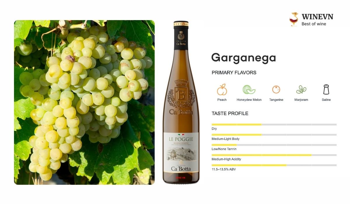 Garganega