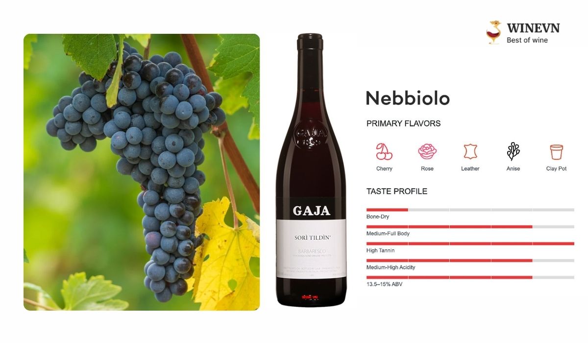 Nho Nebbiolo