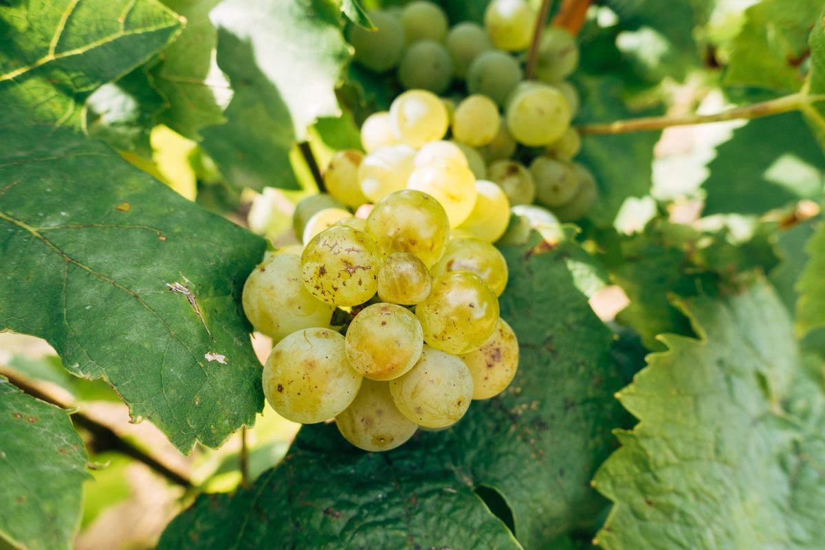 Rượu vang Sauternes làm từ nho Sémillon