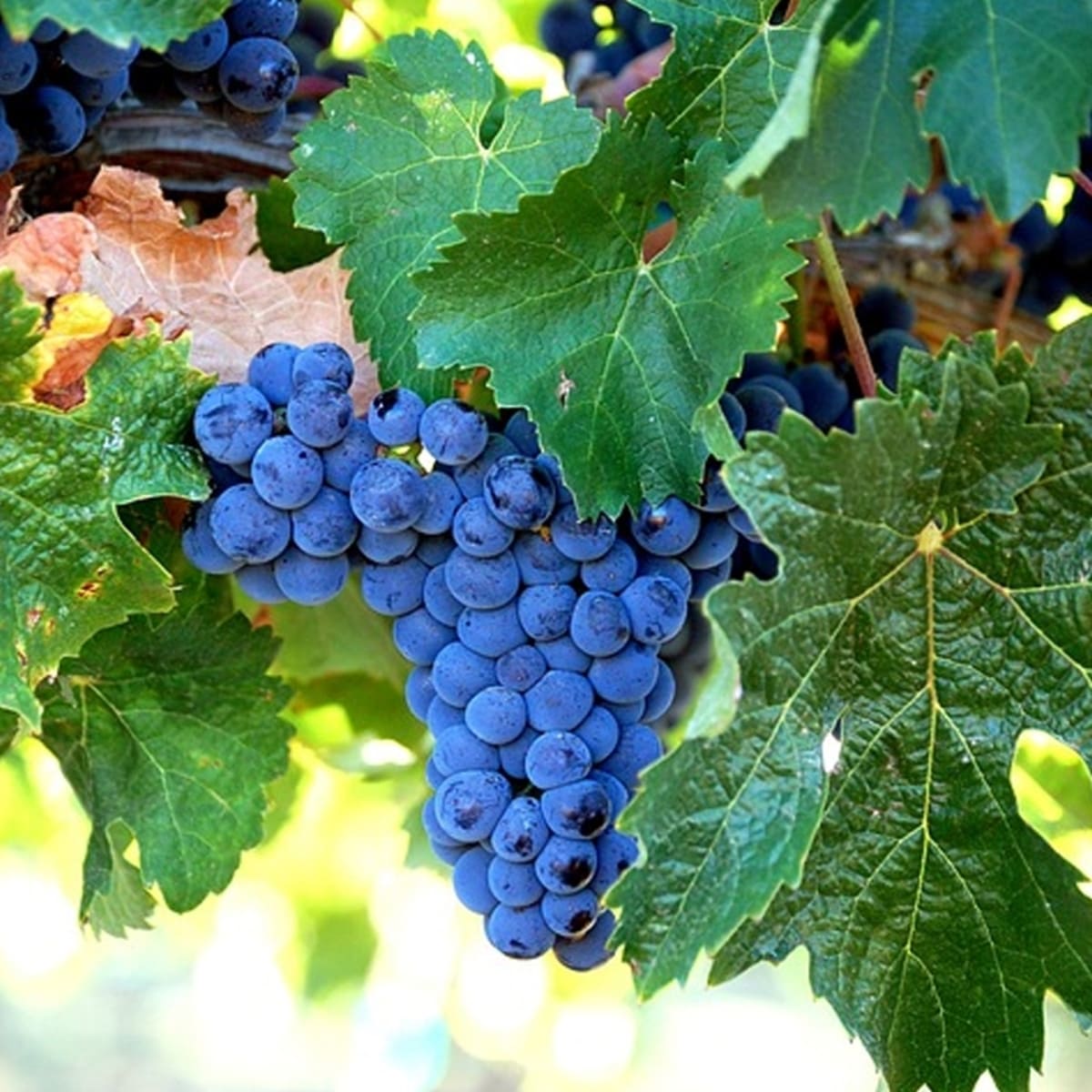 Merlot tại vùng Pauillac