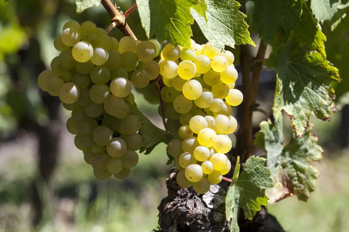 Giống nho Muscadelle tại Sauternes