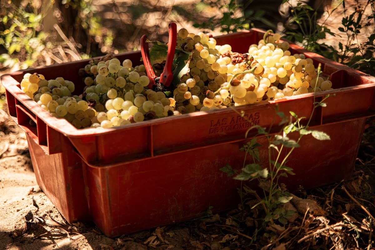 Quy trình sản xuất rượu vang Sauternes