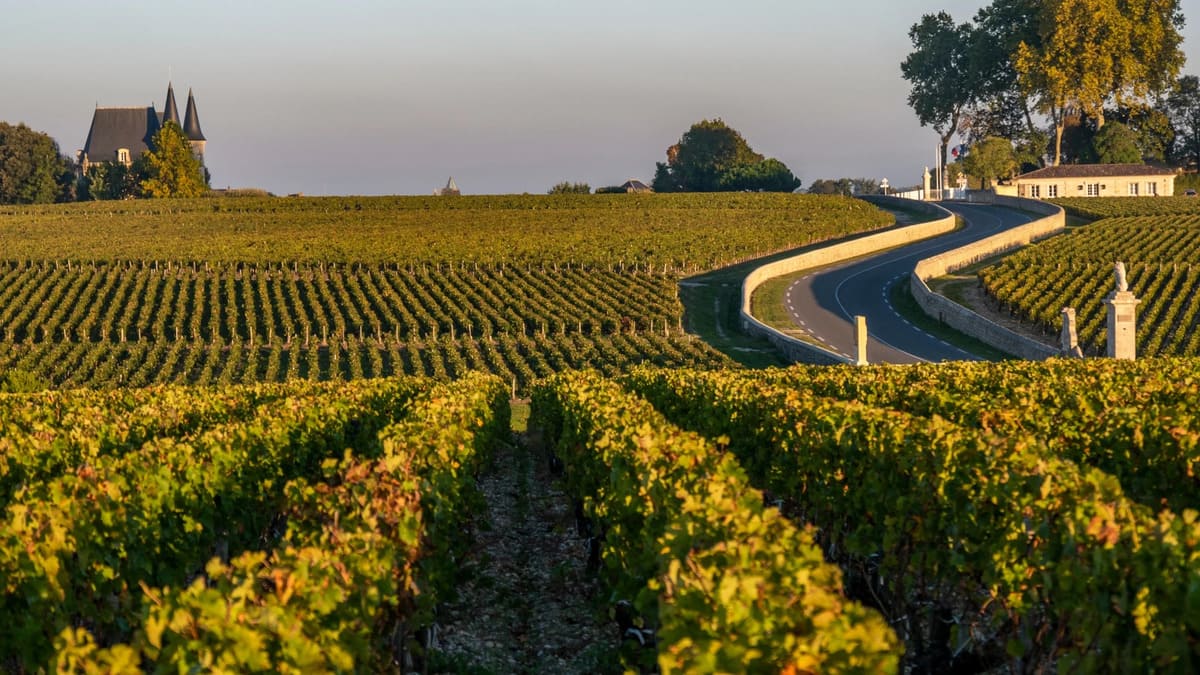 Xu hướng sản xuất vang tại Pauillac