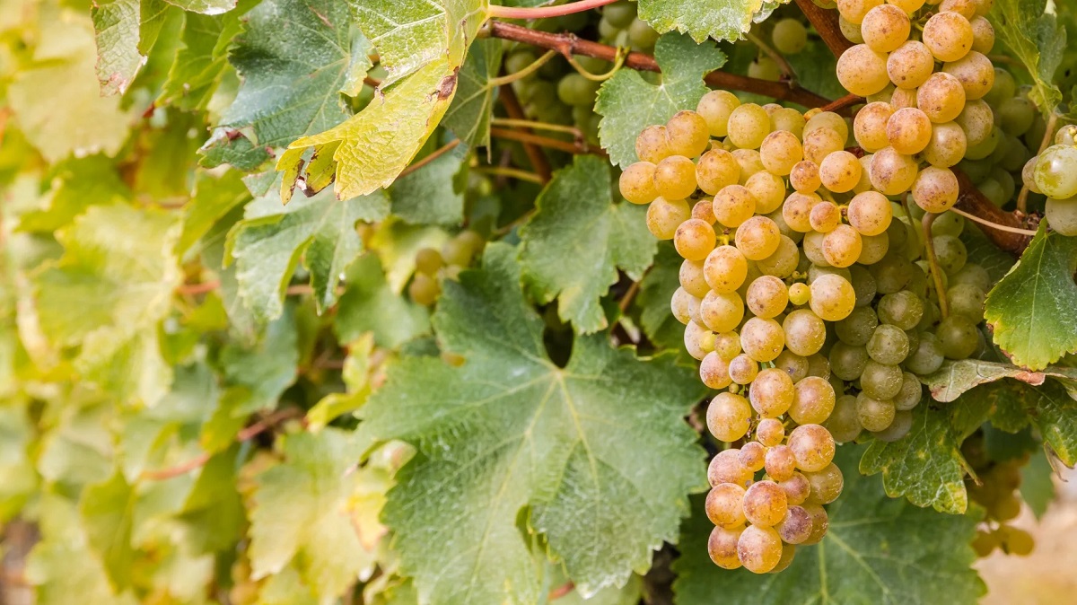 Giống nho sauvignon blanc tại Sauternes